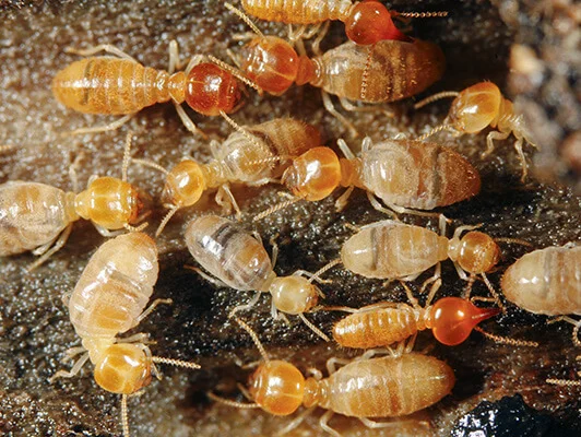 termite pest control services in baroda