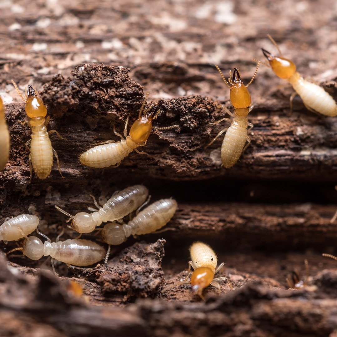 termites 2