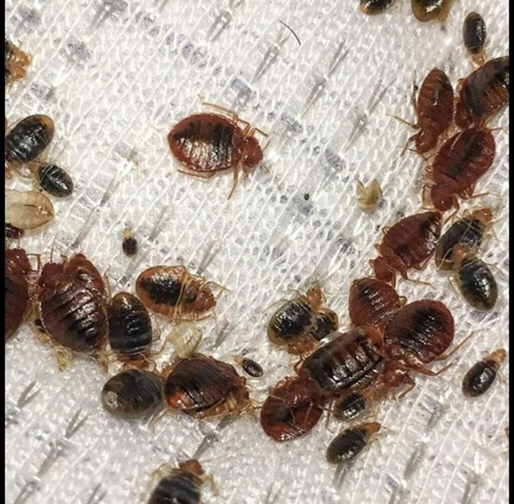 bed bug control services
