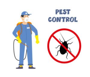 Spider Control Services in Kompally Hyderabad