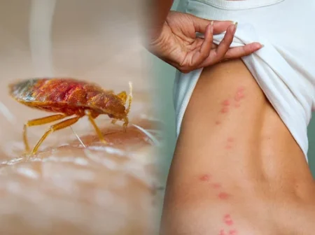 bed bug control services 500x500