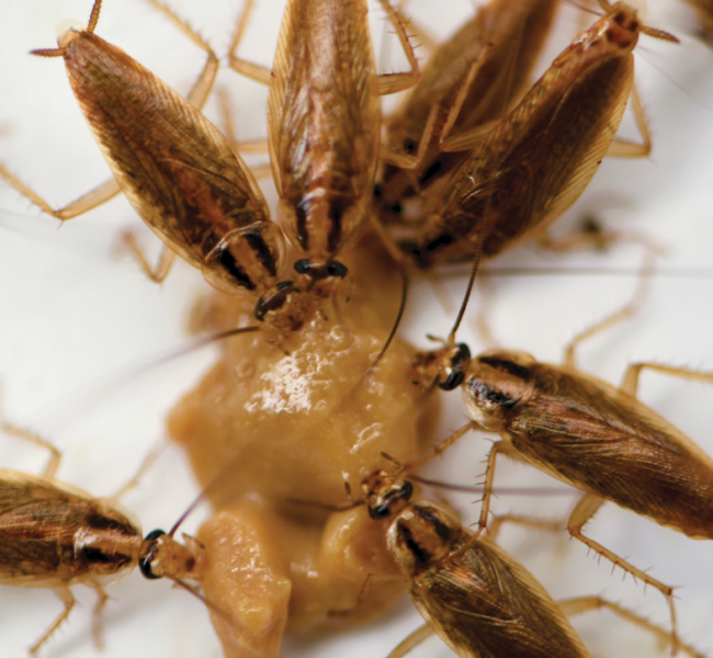 cockroaches and vendetta plus fmt