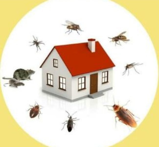 general pest control services 1603057517 5612323